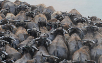 四川嘉陵江現&ldquo;百牛渡江&rdquo;勝景