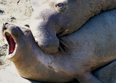 動物界的暴力&ldquo;強姦犯&rdquo;