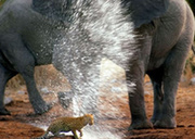 猎豹靠近象群喝水 不幸被围堵遭喷水驱赶