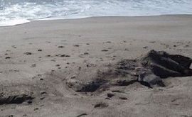 9米长"海怪"尸体现新西兰海滩 酷似恐龙