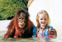 英国小萝莉与猩猩当了4年好友 如今不得不说拜拜