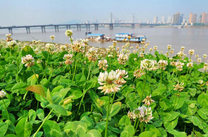 初夏古城长沙百花盛开
