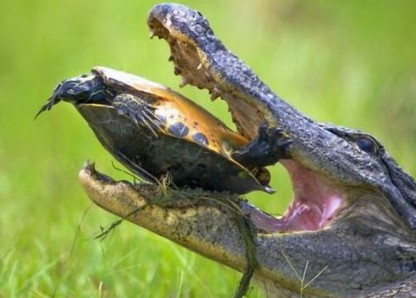 鳄鱼和乌龟的较量 :咬不动咽不下