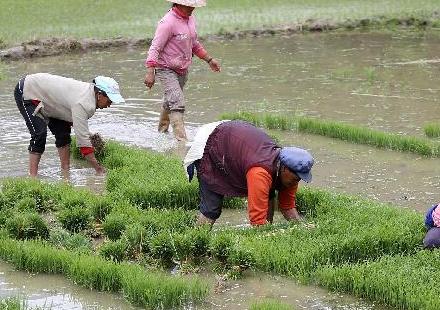 云南迪庆农民忙插秧
