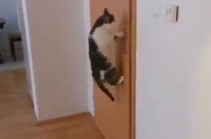 最強悍貓咪一次性打開五扇門