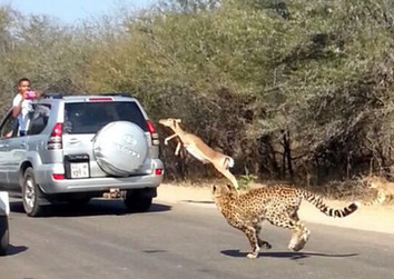 一周趣图：南非羚羊遭猎豹追捕惊险跳车保命
