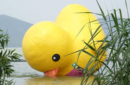 江蘇無錫: &ldquo;大黃鴨&rdquo;湖中賣萌 只因天熱想&ldquo;喝水&rdquo;