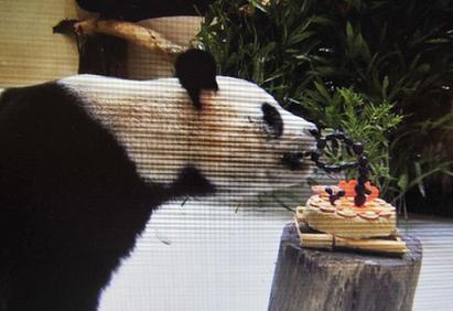 大陸贈臺大熊貓&ldquo;團團&rdquo;&ldquo;圓圓&rdquo;九歲慶生