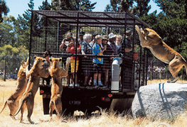 一周趣圖： 遊客進籠“示眾”獅群好奇圍觀