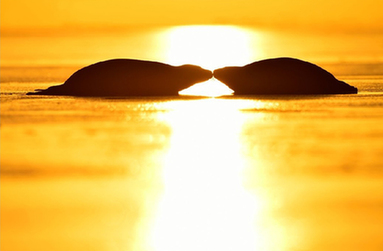 Yves Adams：這個美麗的小世界（一）