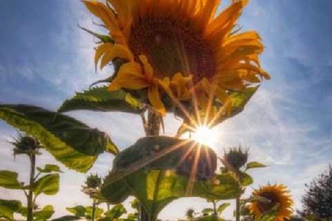 如何拍攝太陽光芒