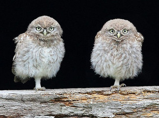 攝影師抓拍小貓頭鷹&ldquo;首飛&rdquo;憨態 萌翻你沒商量