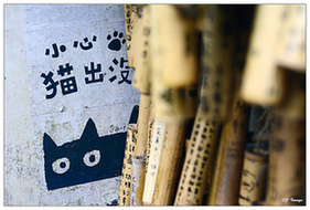 攝影攻略：單反與漫步攝影