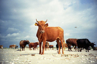 膠片攝影入門指南