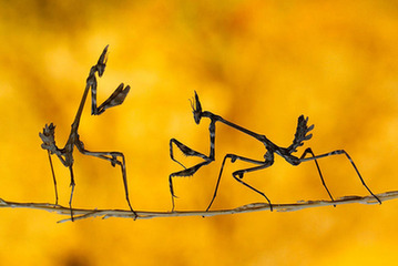 《國家地理》2013年影賽入選作品