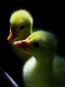 定格身邊的感動 佳能攝影大賽2月份佳作