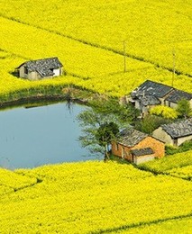 2014江西婺源踏春賞花人氣實用攻略