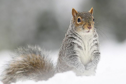 英少年拍松鼠雪中顫抖照獲國際大獎