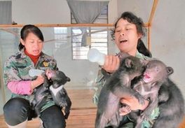 民警救下被販賣小黑熊 22個熊孩子找到新家(組圖)