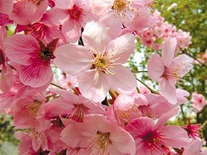 又是一年賞花時 盤點北京春季賞花地點