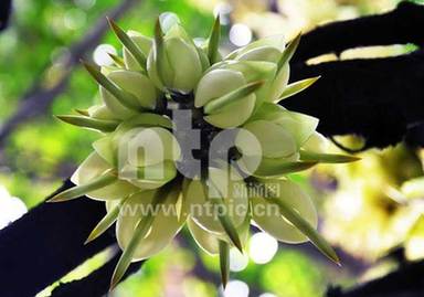 南京林業大學的櫻花綻放如雪 春天如此浪漫