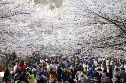 春天將浪漫櫻花帶進南京校園