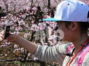 萬畝桃花爭相怒放