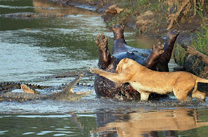 攝影師肯尼亞抓拍母獅與鱷魚爭奪食物場景