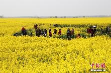 江西棉船鎮萬畝油菜花海美如畫
