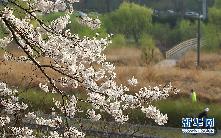 韓國首爾進入賞櫻季(高清組圖)