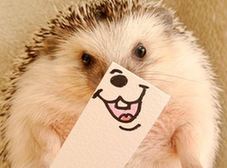 超萌刺猬&ldquo;表情帝&rdquo;成網絡紅人