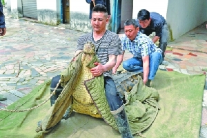 武漢：馴鱷師幫22條冬眠鱷魚&ldquo;搬家&rdquo;