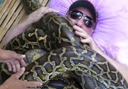 男子靠4條巨蟒在身上蠕動治傷 總重達250公斤