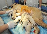 狗媽媽剖腹産生下14只小狗 價值上萬元