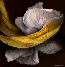 攝影師與花的親密對話