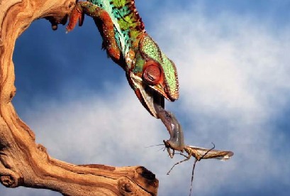 攝影師抓拍變色龍捕食螳螂全過程