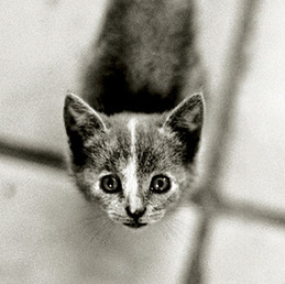 構圖簡潔有趣的寵物攝影