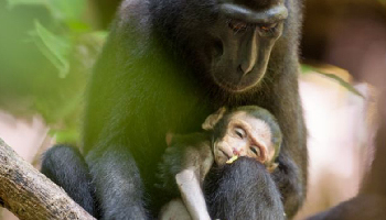 母猴懷抱死去幼崽數天 深情凝視不忍拋棄