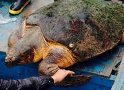 网曝温州渔民钓到一百多斤重大海龟