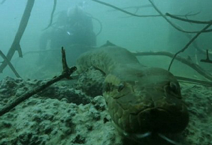 英國電視主持人亞馬遜河中遭遇6米長恐怖水蟒