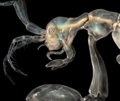 2014十大新發現地球物種:從幽靈小蝦到樹棲浣熊