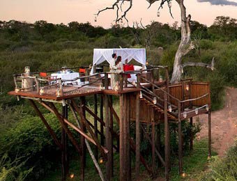 南非推驚險樹屋酒店讓遊客與動物同住