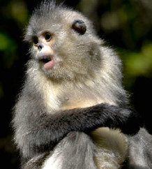 鏡頭記錄 維西境內有滇金絲猴的4個種群