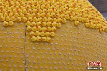 上海展出萬只小黃鴨 未過端午&ldquo;陣亡&rdquo;近半