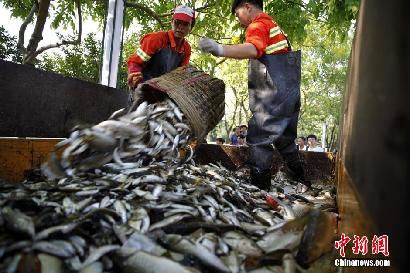 佛山一公園湖內魚密度過大 2萬斤魚被填埋