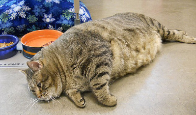 最胖的猫_世界上最胖的猫