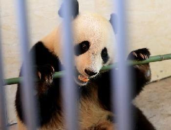 大熊貓&ldquo;雲濤&rdquo;、&ldquo;陽花&rdquo;接受野化放歸培訓