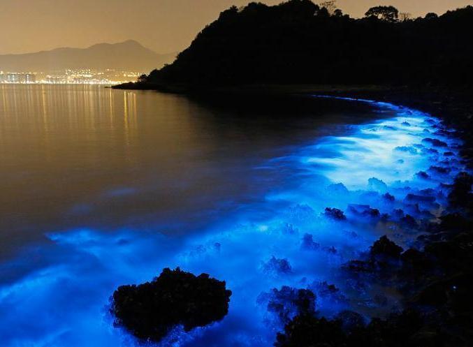 香港海岸现罕见蓝眼泪奇观