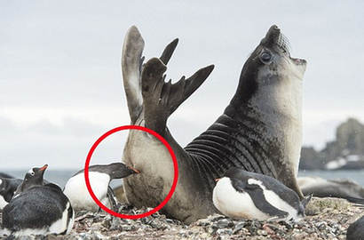 【一周趣圖】南極企鵝“偷襲”海豹 “抗議”領地被佔