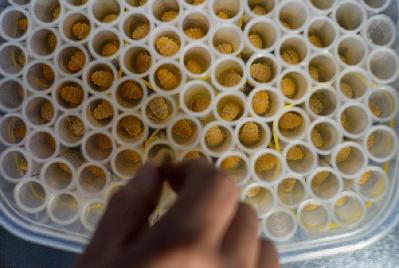 探秘&ldquo;天敌战队&rdquo;：以虫治虫 守林护树